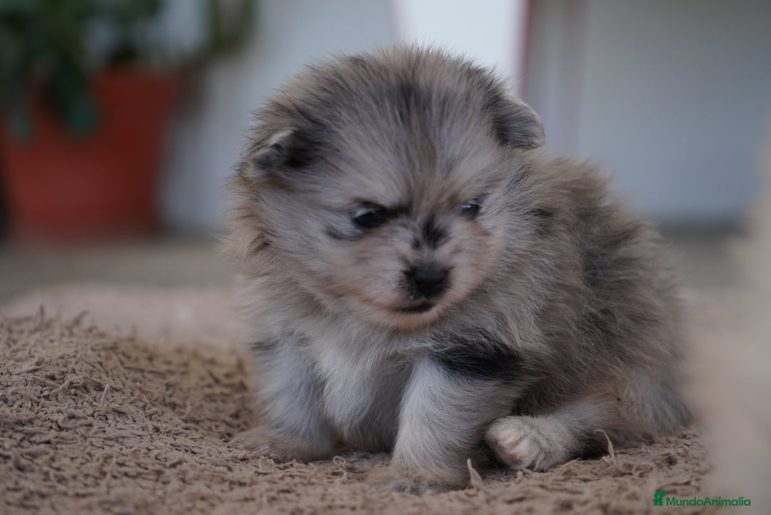 Pomerania perros en venta:  ⸻  🐾 Roscón, Prodigy y Python – Pomeranias 🐾 - Imagen 7