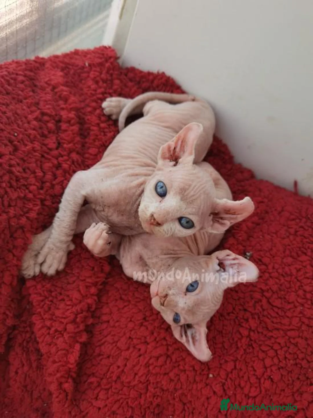 Imagen de galería {{count}}