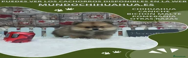 Pomerania Cachorro 5