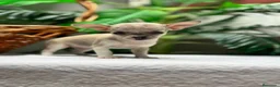 Chihuahua perros en venta:  CAMADA DE CHIHUAHUA – BLANCOS Y CANELA  - Anuncio 10