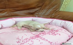 Chihuahua perros en venta: CHIHUAHUA TOY - Imagen 2