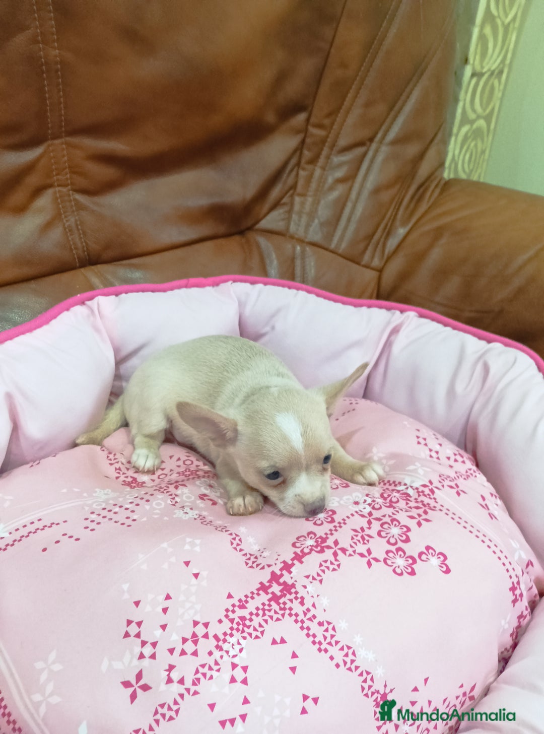Chihuahua perros en venta: CHIHUAHUA TOY - Imagen 2