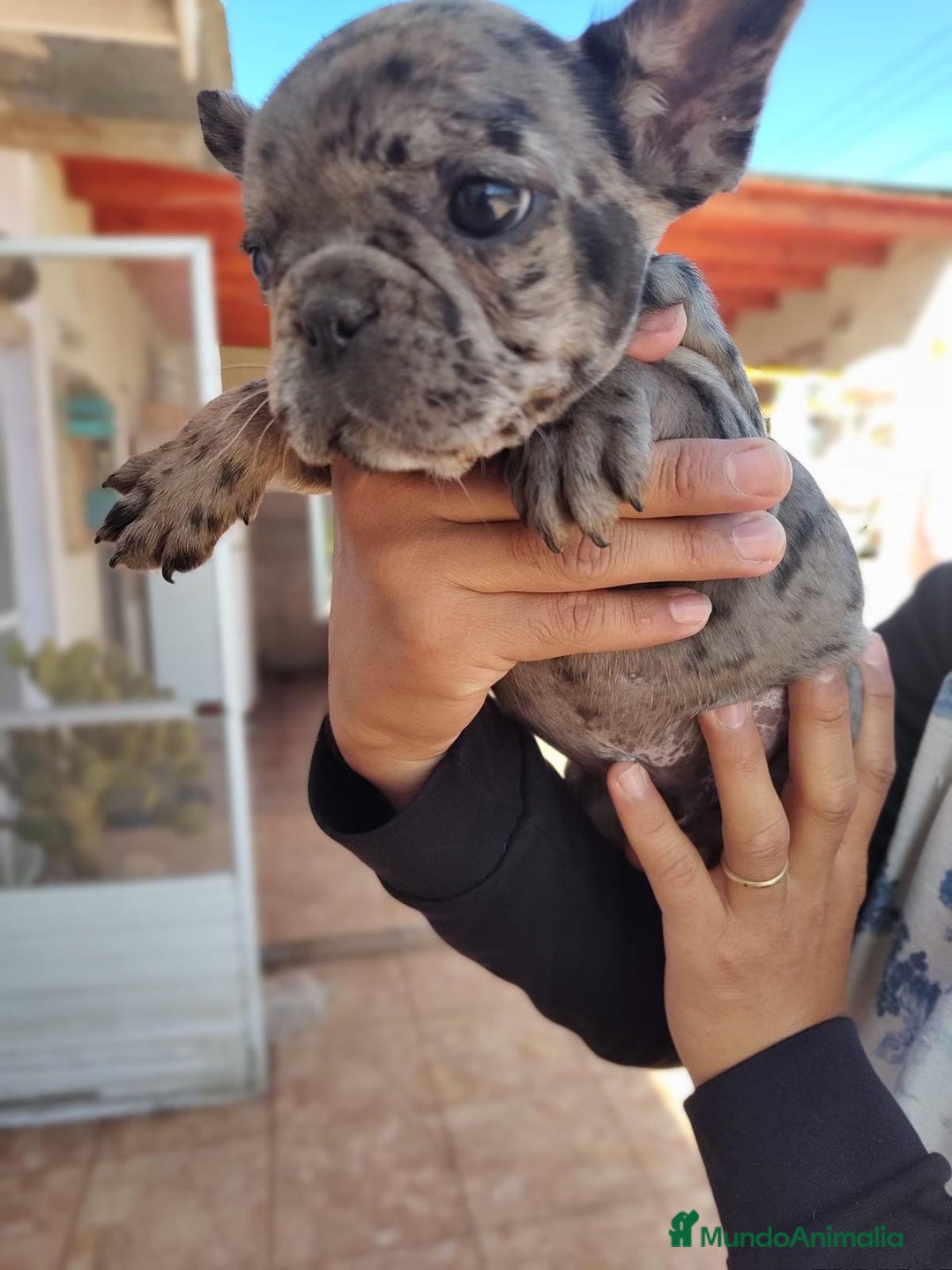 Bulldog Francés perros en venta: BULLDOG FRANCÉS ////MEJOR SELECCIÓN NACIONAL - Anuncio 1