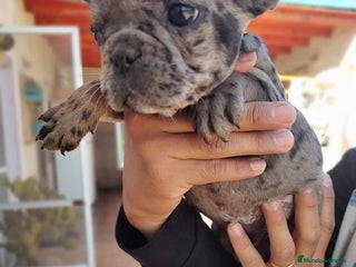 Bulldog Francés perros BULLDOG FRANCÉS ////MEJOR SELECCIÓN NACIONAL - Anuncio 1