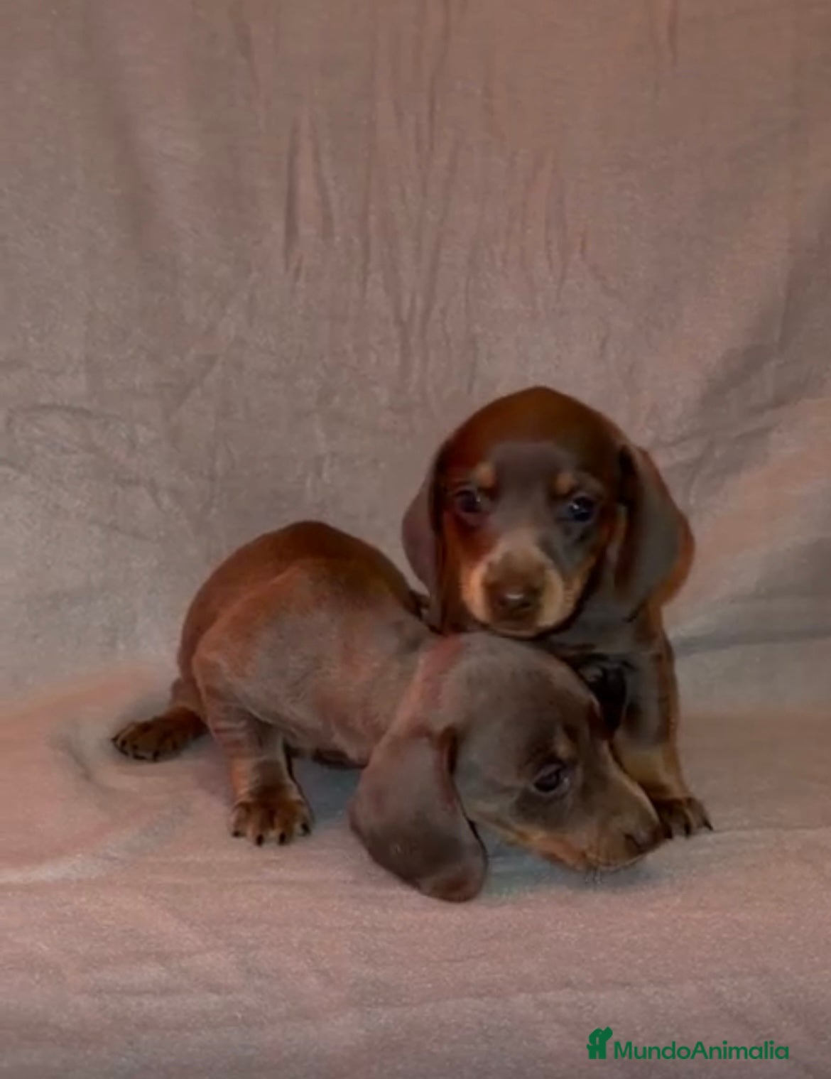 Teckel Miniatura perros TECKEL MINIATURA BLUE AND TAN - Anuncio 5