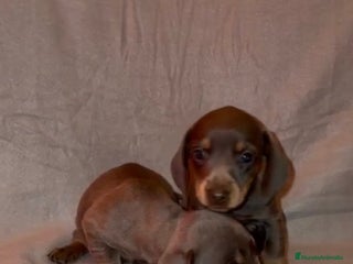 Teckel Miniatura perros TECKEL MINIATURA BLUE AND TAN - Anuncio 3