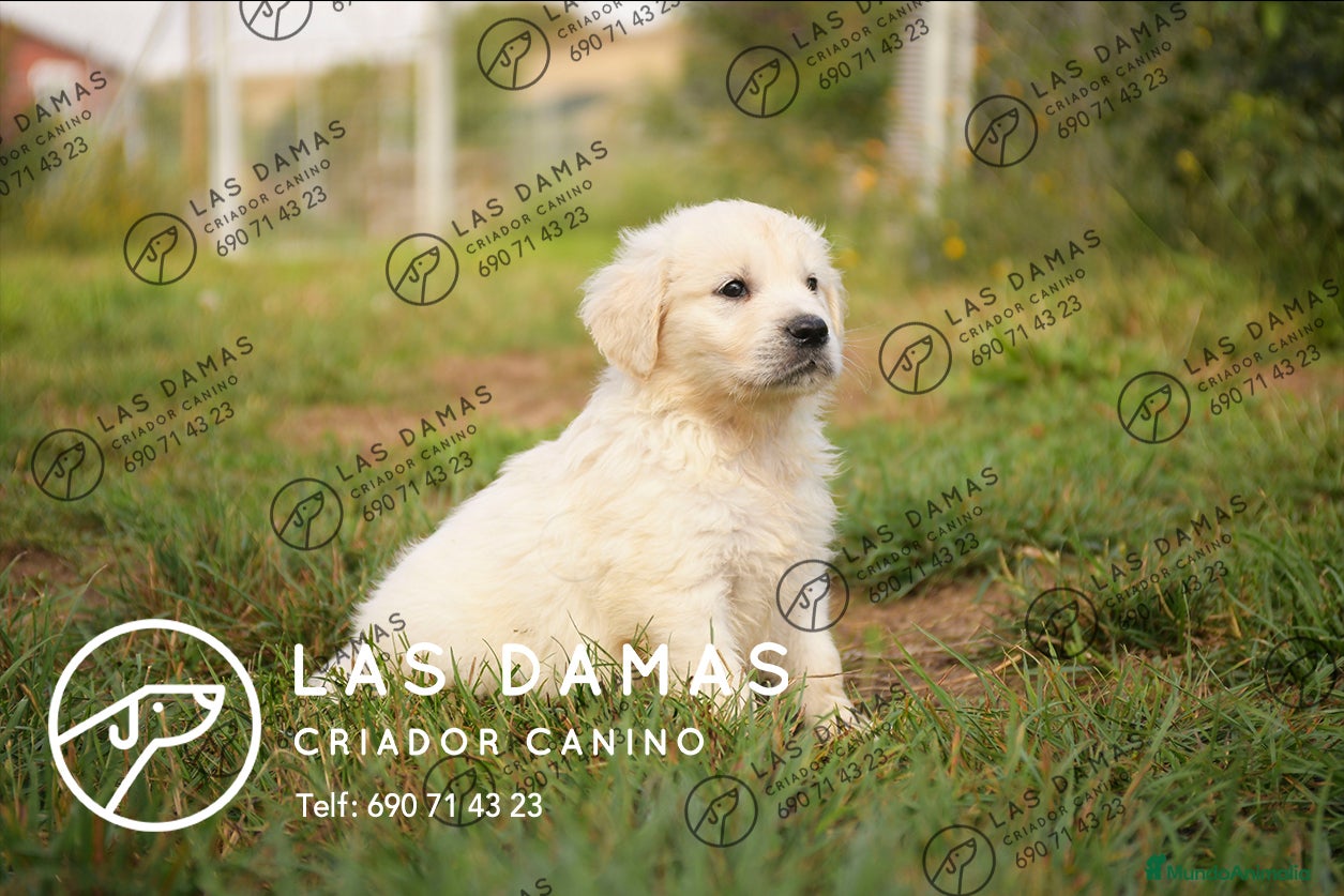 Golden Retriever perros en venta: GOLDEN RETRIEVER PRÓXIMA CAMADA - Anuncio 3