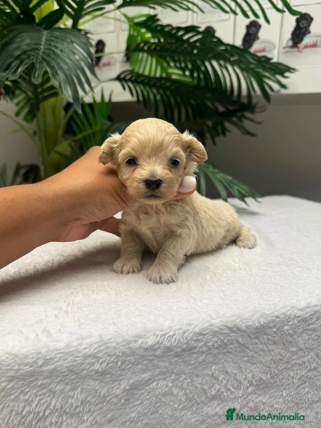 Maltipoo perros en venta: MALTIPOO - Anuncio 2