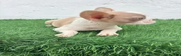 Bulldog Francés perros en venta: Bulldog frances  - Anuncio 5