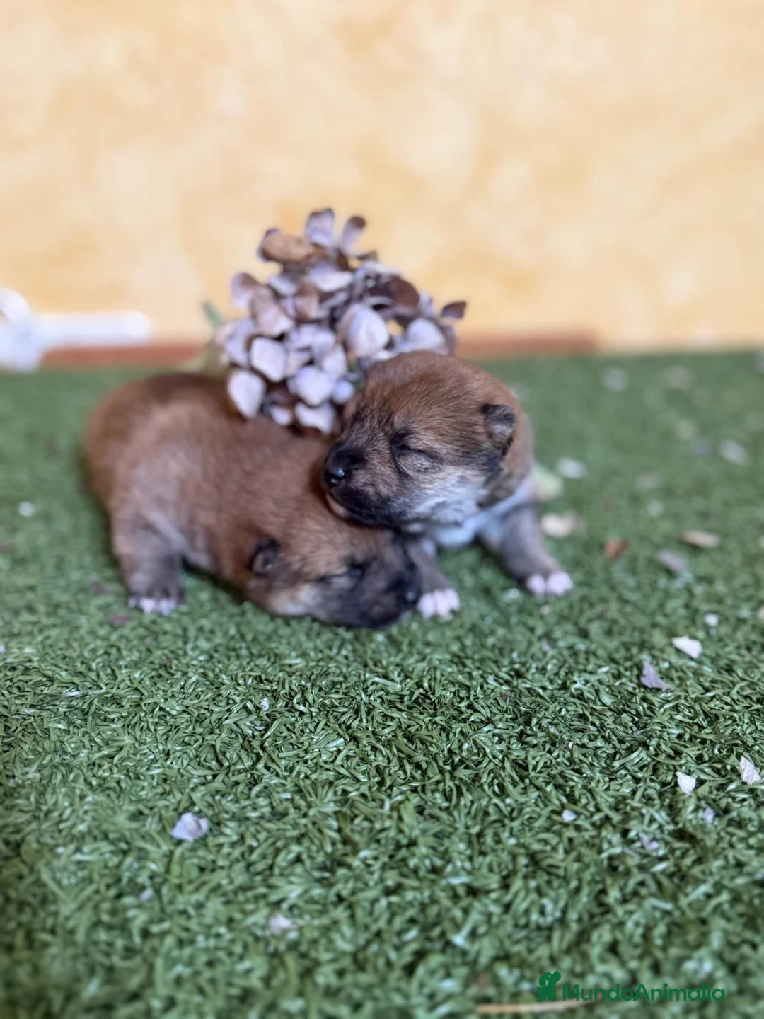Shiba Inu perros en venta: Shiba Inu  - Anuncio 3