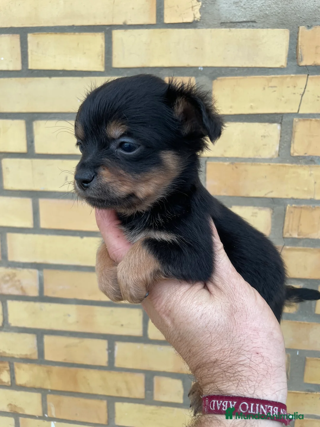 Chihuahua perros en venta: Chihuahua de pelo largo - Anuncio 3
