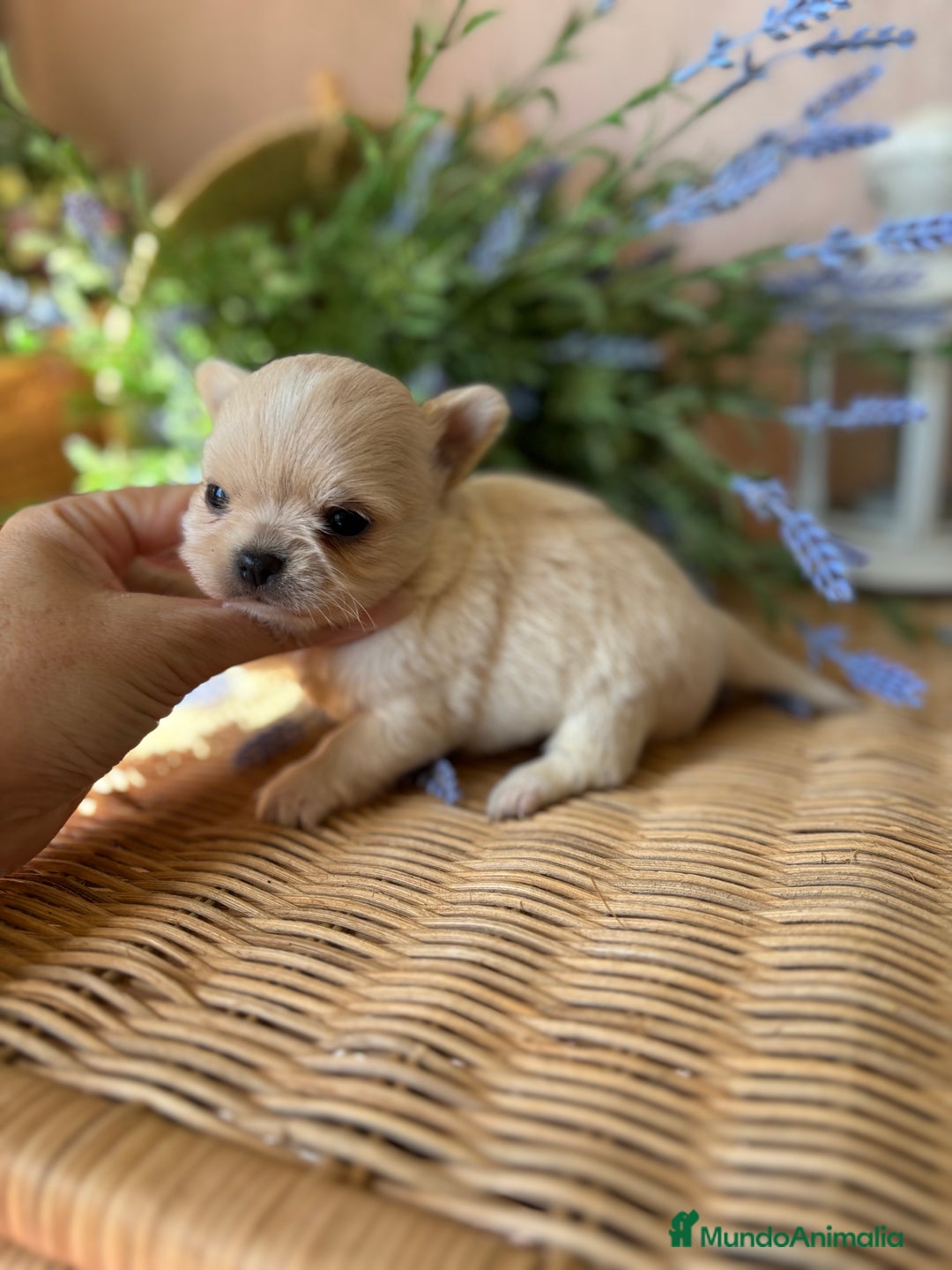 Chihuahua perros en venta: Chihuahua Toy Macho  - Imagen 7