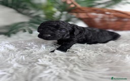 Caniche Toy perros en venta: CANICHE TOY MACHO - Anuncio 17