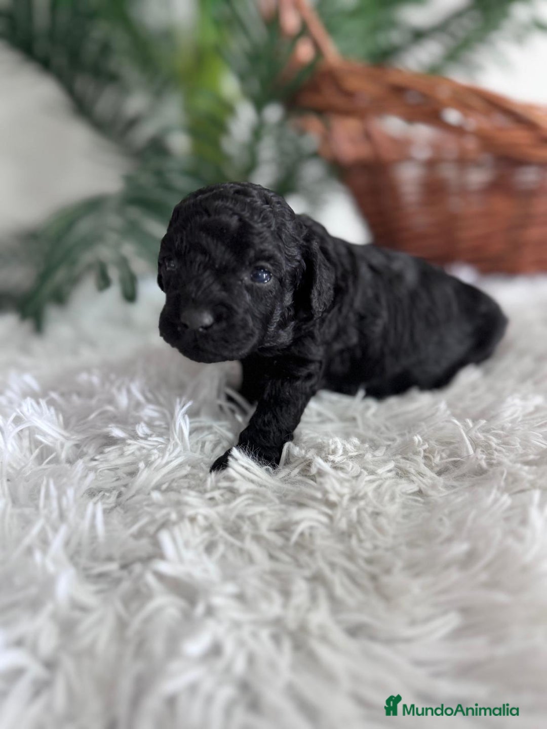 Caniche Toy perros en venta: CANICHE TOY MACHO - Anuncio 17