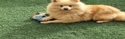 Pomerania perros en venta: Pomerania  - Anuncio 2