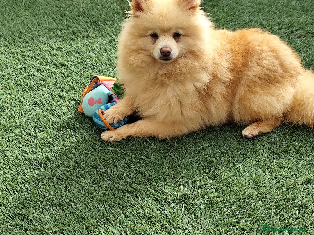 Pomerania perros en venta: Pomerania  - Anuncio 2