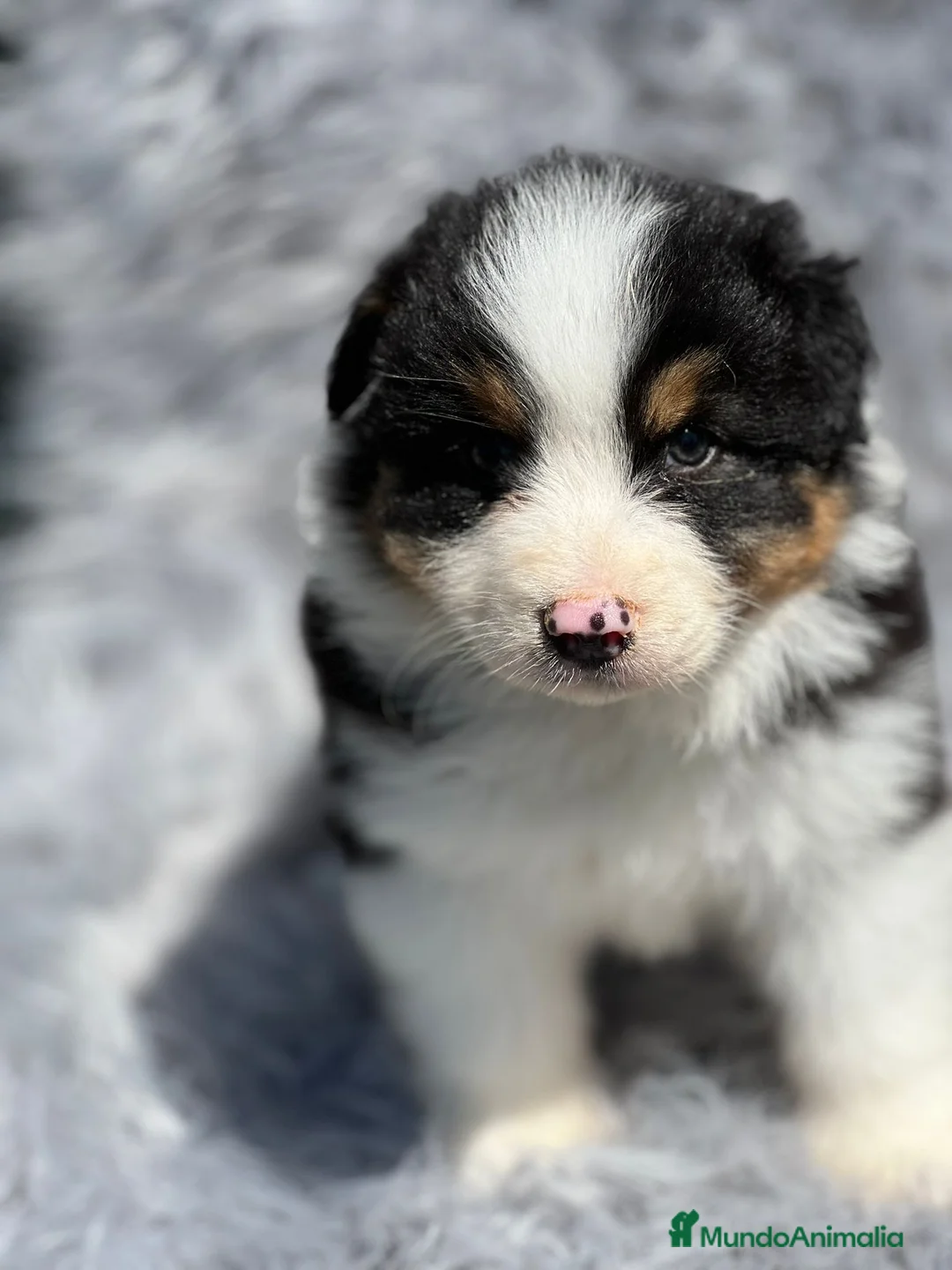 Pastor Australiano perros en venta: Pastor australiano tricolor en Barcelona - Anuncio 2