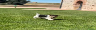 Fox Terrier de Pelo Duro 2