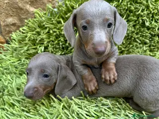 Teckel perros Teckel Mini Choco - Anuncio 14