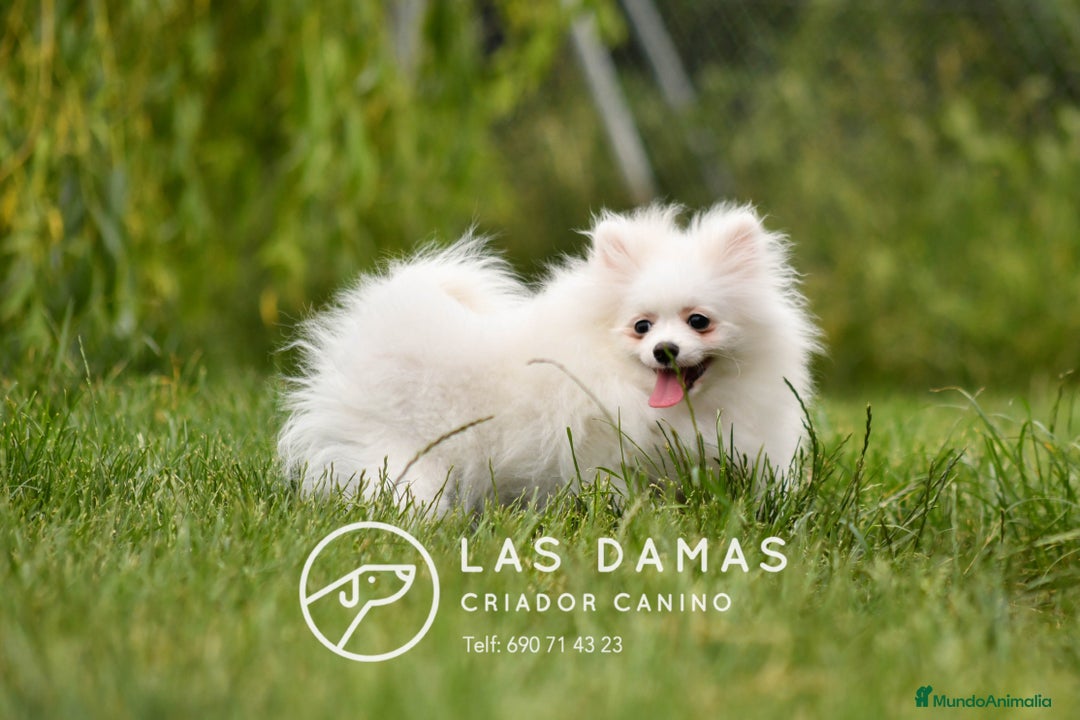 Pomerania perros en venta: Cachorros de Pomerania. Elegancia y Exclusividad en Rubena - Imagen 2