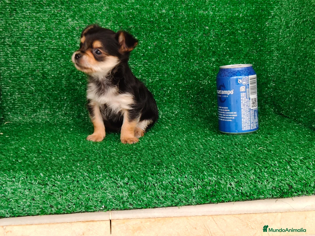 Yorkshire Terrier perros en venta: Yorkshire terrier  - Anuncio 11