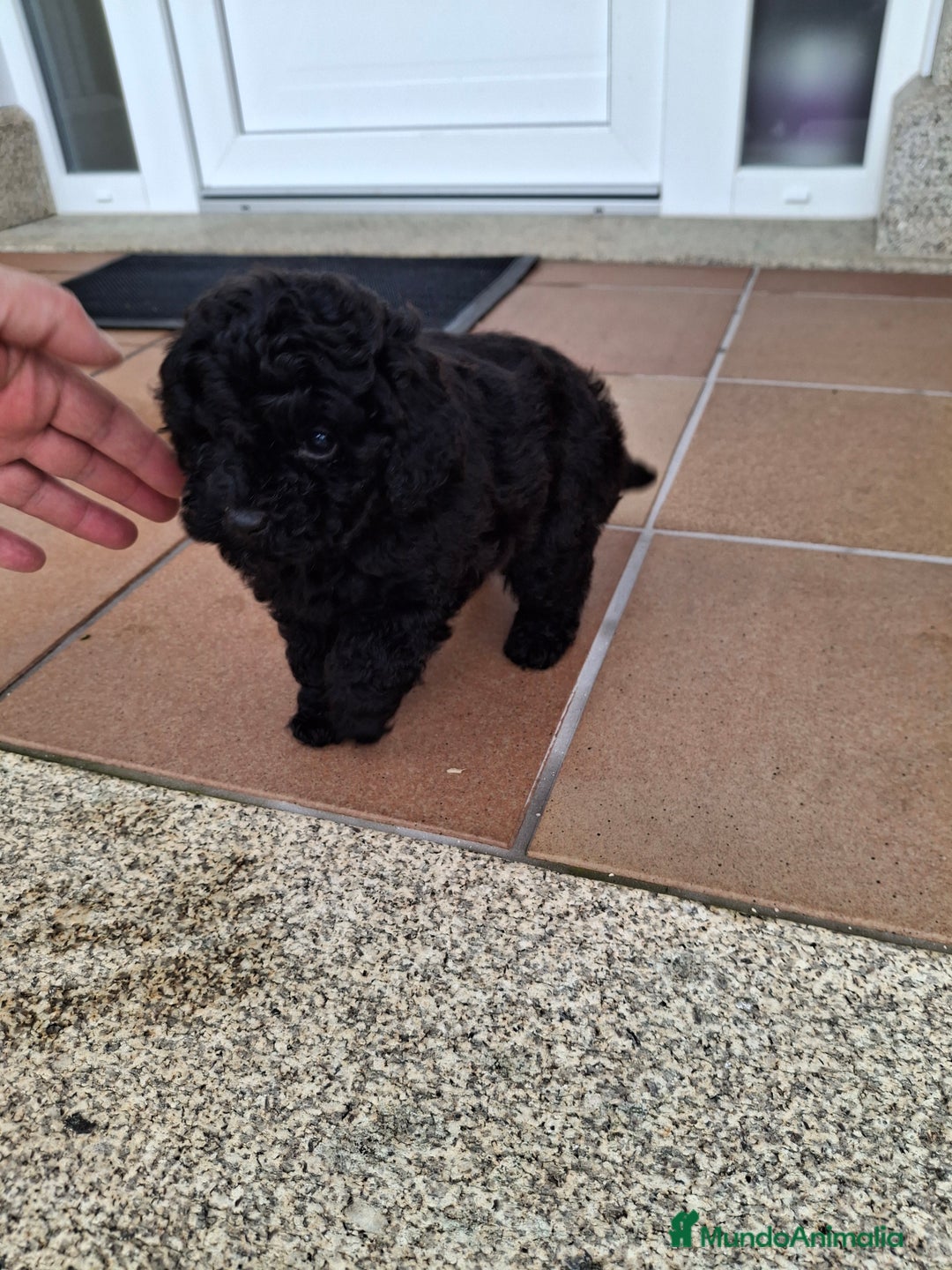 Caniche Toy perros en venta: Caniche toy negro - Anuncio 3