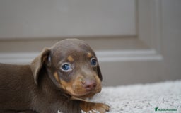 Teckel Miniatura perros en venta: 🌰✨ Frisco, Sani & Pau — tres teckel que marcan 🐾 - Imagen 9