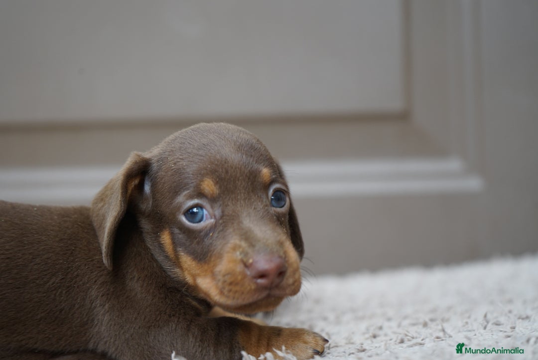 Teckel Miniatura perros en venta: 🌰✨ Frisco, Sani & Pau — tres teckel que marcan 🐾 - Imagen 9