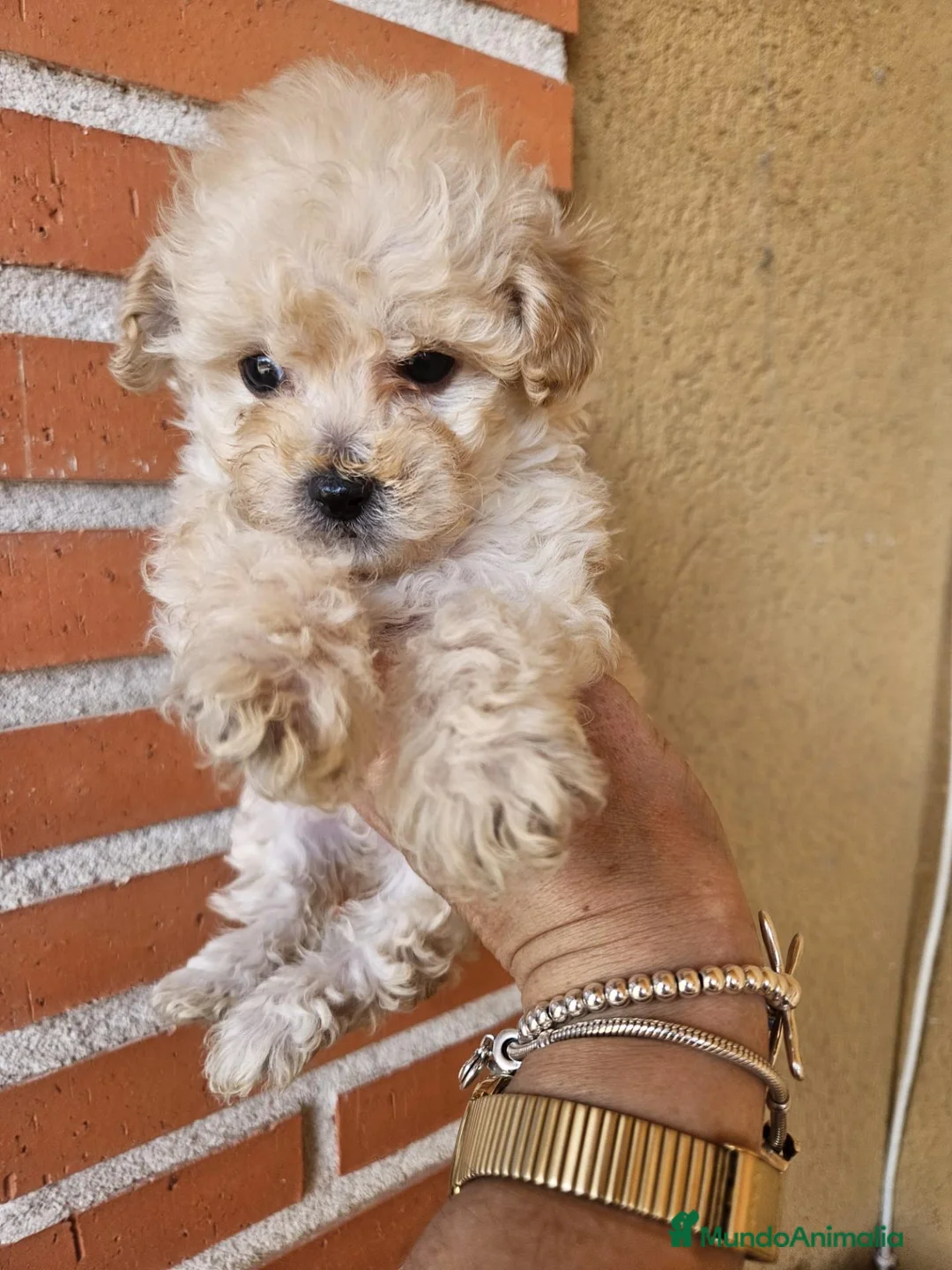 Caniche Toy perros en venta: Reserva tu caniche Prao Toro 🧡 en Madrid - Anuncio 2