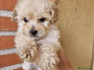 Caniche Toy perros Reserva tu caniche Prao Toro 🧡 - Anuncio 19