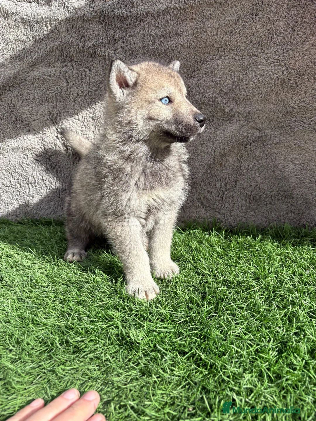 Husky Siberiano perros en venta: Macho de Husky siberiano agouti ojo azul  - Anuncio 10