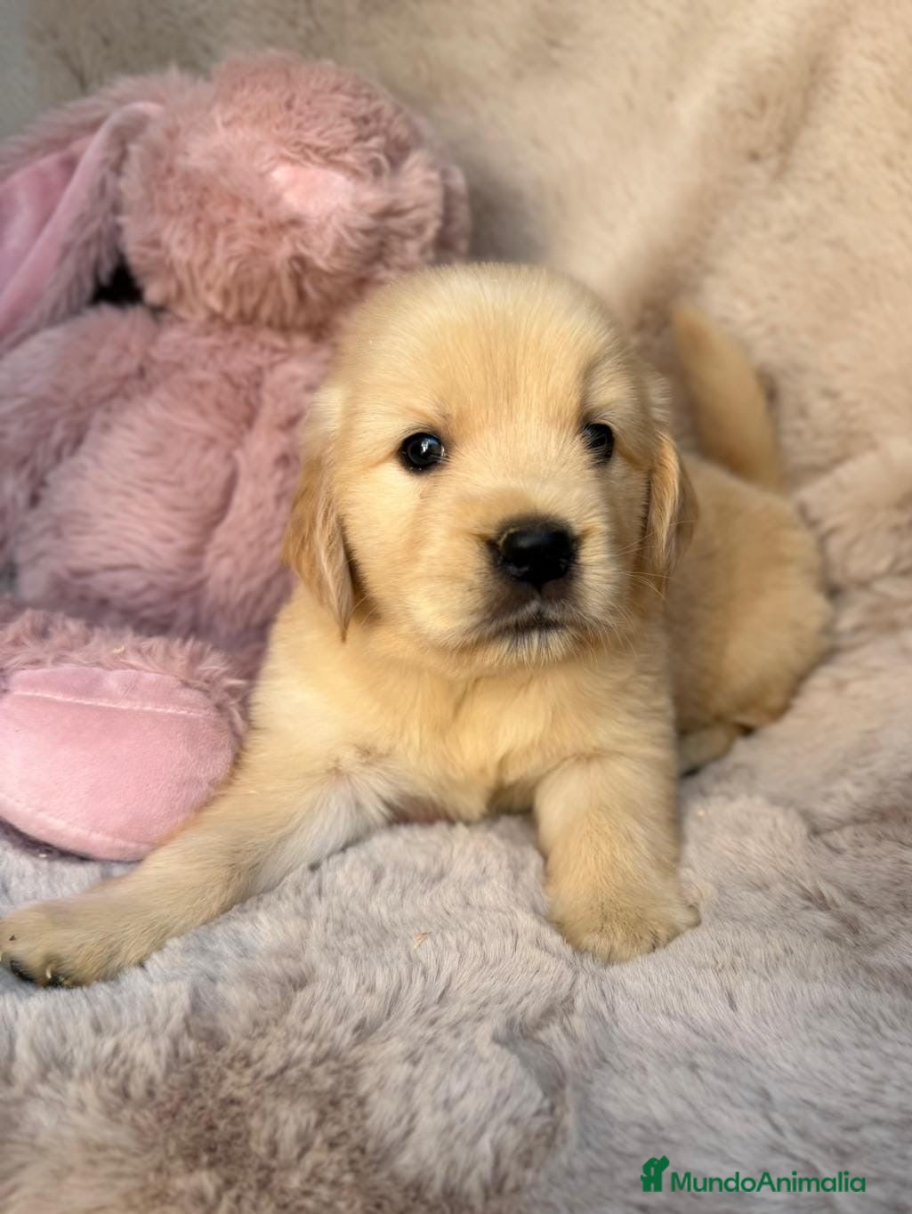 Golden Retriever perros GOLDEN RETRIEVER CALIDAD - Anuncio 1
