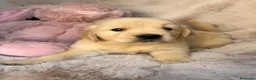Golden Retriever perros en venta: GOLDEN RETRIEVER CALIDAD - Anuncio 1