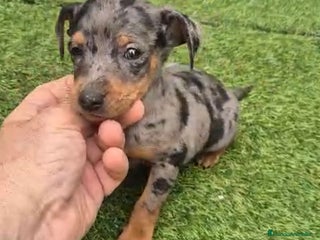 Pinscher Miniatura perros Pinscher miniatura merle - Anuncio 1