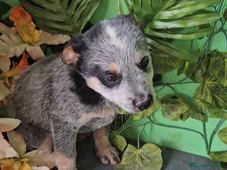 Pastor Australiano perros Excelente camada de boyero australiano - Anuncio 1