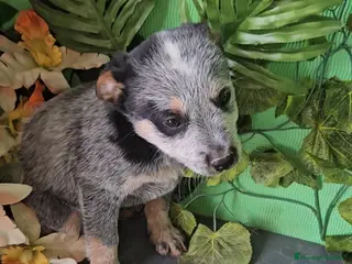 Pastor Australiano perros Excelente camada de boyero australiano - Anuncio 6