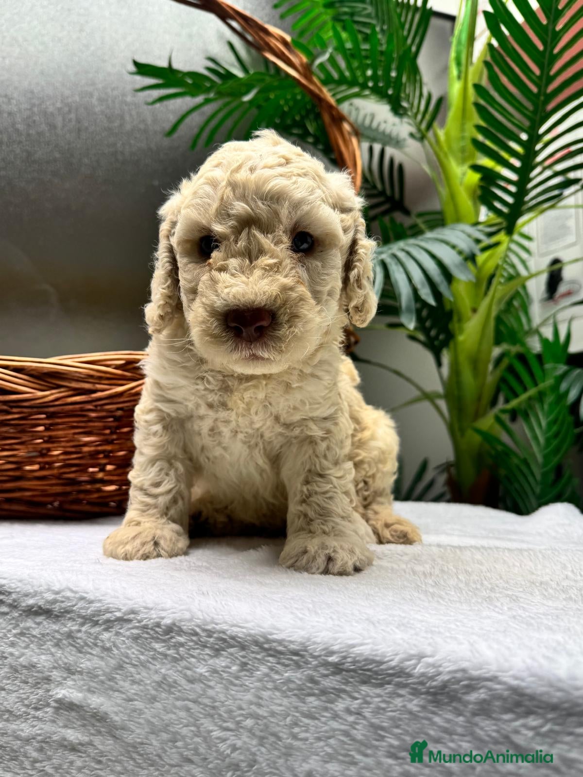 Perro de Agua Español perros PERRO DE AGUA ESPAÑOL - Anuncio 1