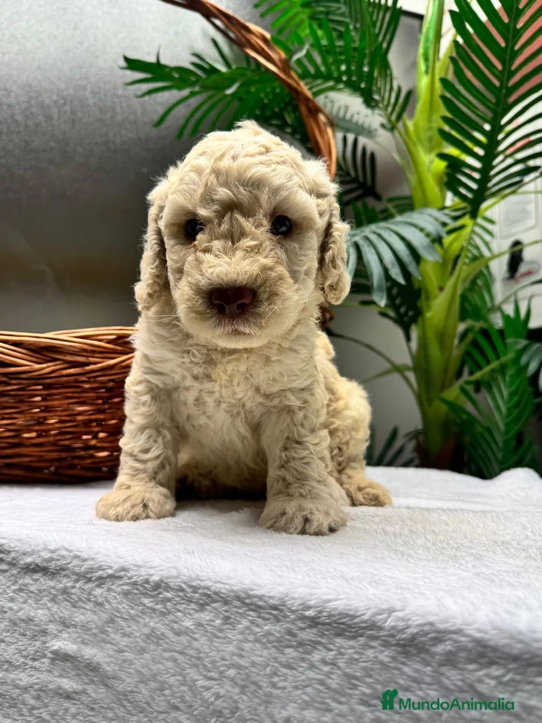 Perro de Agua Español perros en venta: PERRO DE AGUA ESPAÑOL - Anuncio 1