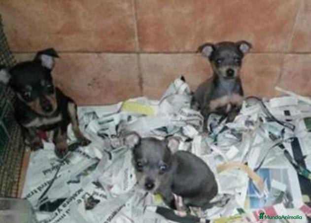 Pinscher Miniatura perros Pincher miniatura - Anuncio 1