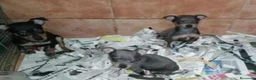Pinscher Miniatura perros en venta: Pincher miniatura - Anuncio 1