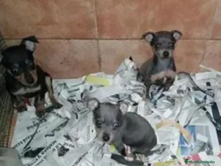 Pinscher Miniatura perros Pincher miniatura - Anuncio 1