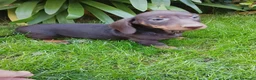 Teckel Miniatura perros en venta: Cachorros de teckel miniatura  - Anuncio 2