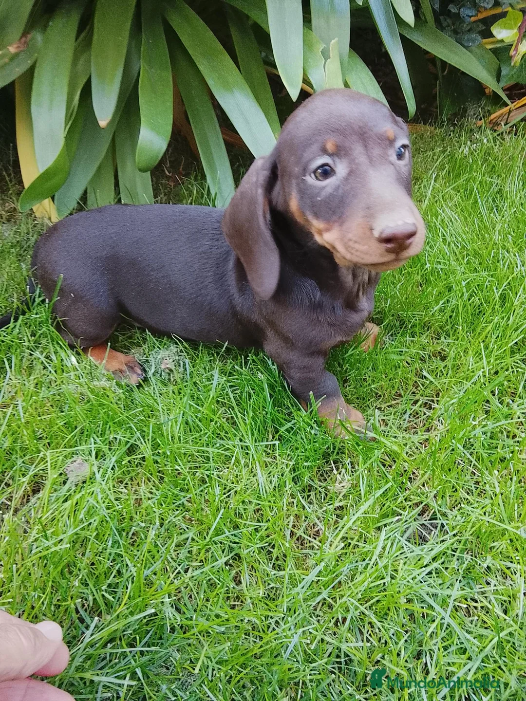 Teckel Miniatura perros en venta: Cachorros de teckel miniatura  - Anuncio 2