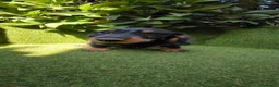 Teckel Miniatura perros en venta: teckel pelo basto corto miniatura  negro fuego  - Anuncio 4
