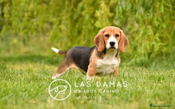 Beagle perros en venta: Beagle Disponible: Energía, Lealtad y Alegría 🎯 en Burgos - Imagen 1