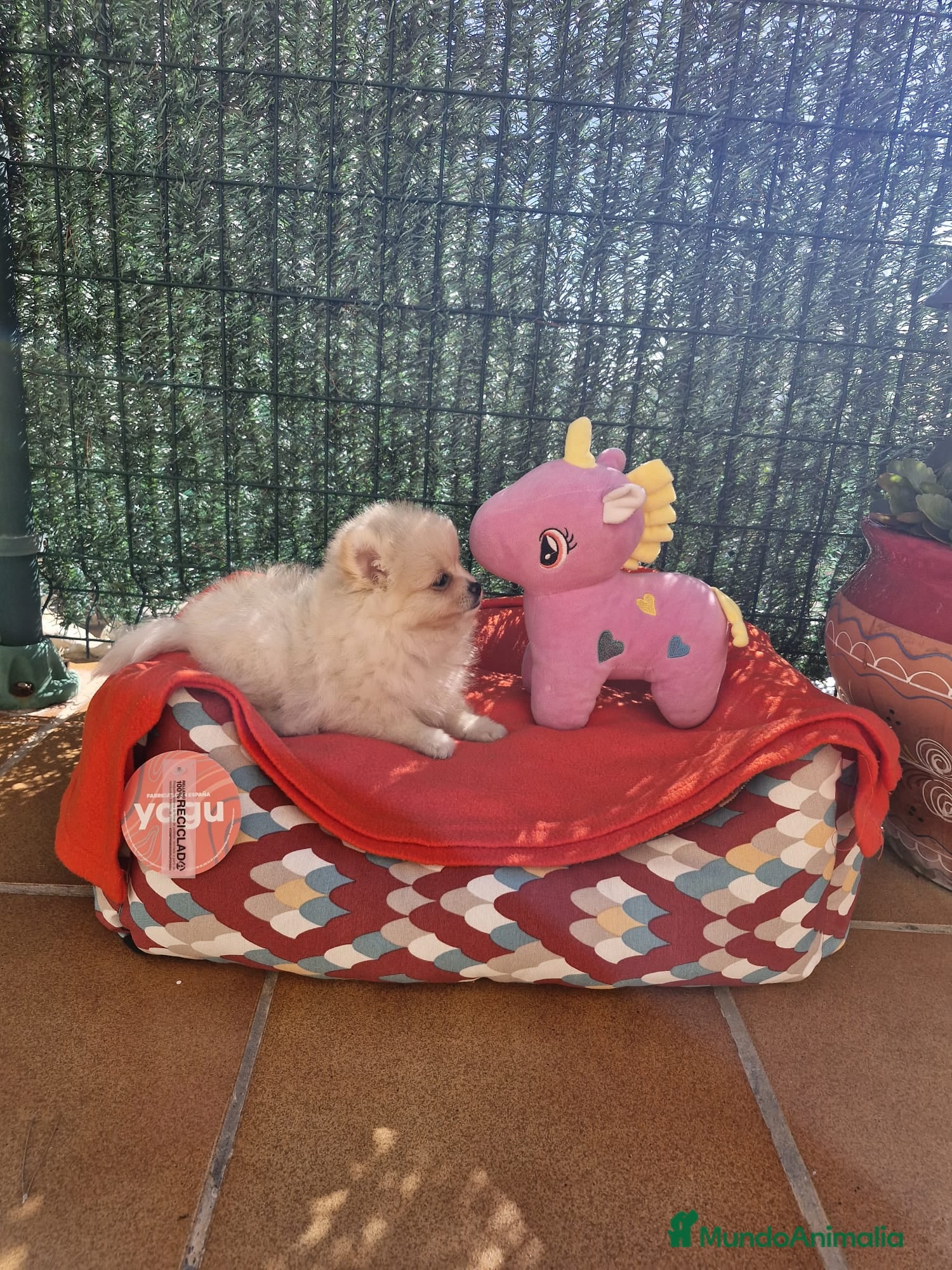 Pomerania perros Lulú de pomerania  en Barcelona - Anuncio 24