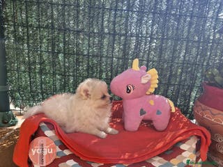 Pomerania perros Lulú de pomerania en Barcelona - Anuncio 16