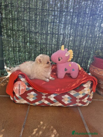 Pomerania perros en Barcelona - Anuncio 13