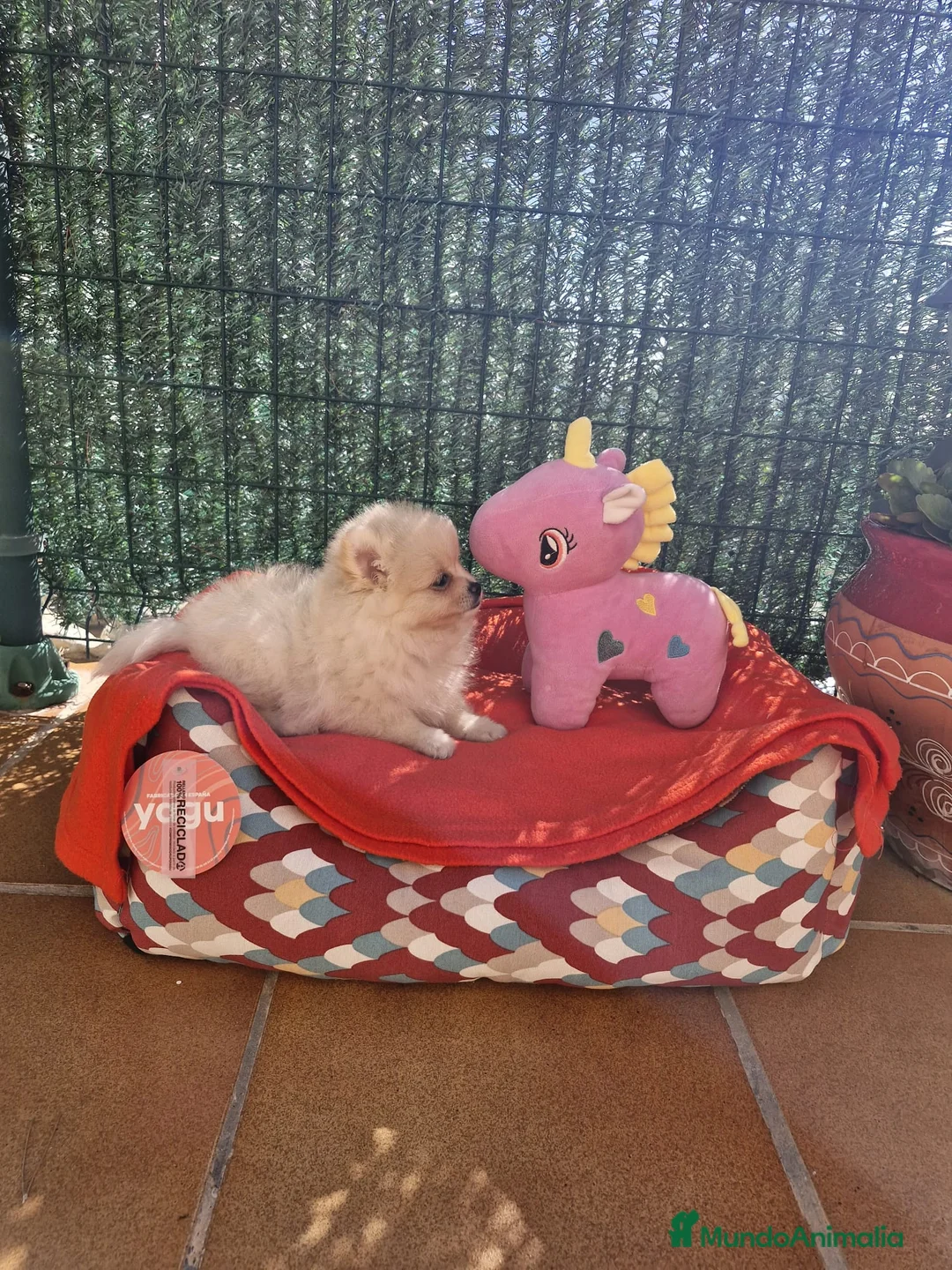 Pomerania perros en venta: Lulú de pomerania  en Barcelona - Anuncio 1