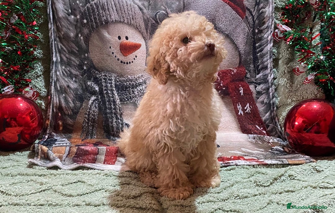 Caniche Enano perros en venta: Cachorro de Caniche enano  - Anuncio 2